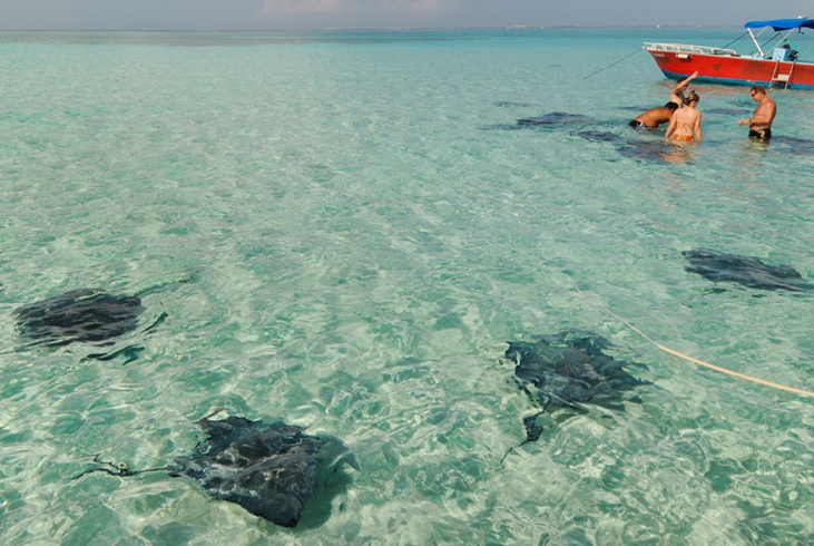A Visit to Stingray City